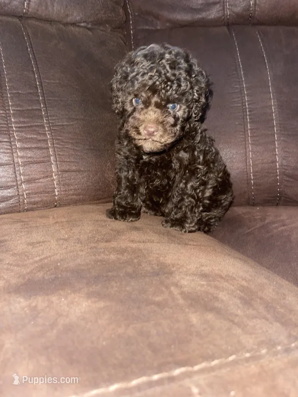 No name yet – Poodle - Toy  puppy for sale in Tulare, CA