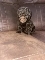 No name yet, a male Poodle - Toy  for sale in Tulare, CA – Photo 1 of 6