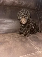 No name yet, a male Poodle - Toy  for sale in Tulare, CA – Photo 6 of 6