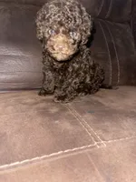 No name yet, a male Poodle - Toy  for sale in Tulare, CA – Photo 2 of 6