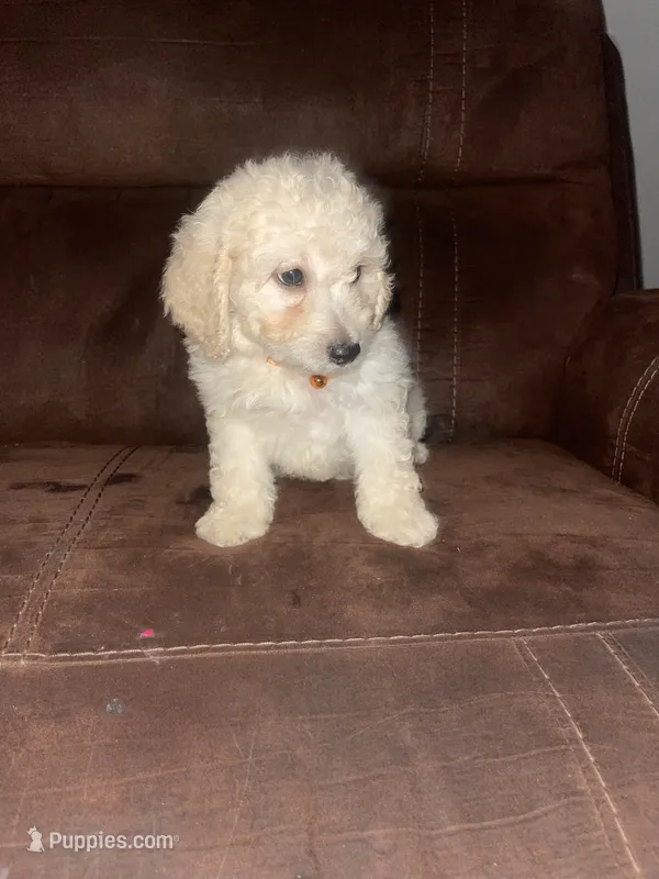 No name yet – Poodle - Toy  puppy for sale in Tulare, CA