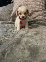 No name yet, a male Poodle - Toy  for sale in Tulare, CA – 6 of 8