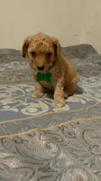 No name yet, a male Poodle - Toy  for sale in Tulare, CA – 3 of 9