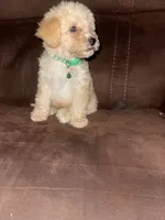  No name yet , a male Poodle - Toy  for sale in Tulare, CA – 6 of 6