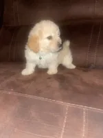 No name yet, a male Poodle - Toy  for sale in Tulare, CA – 9 of 10