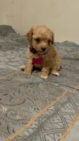 No name yet, a female Poodle - Toy  for sale in Tulare, CA – 3 of 9