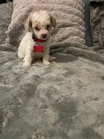 No name yet, a male Poodle - Toy  for sale in Tulare, CA – 7 of 8