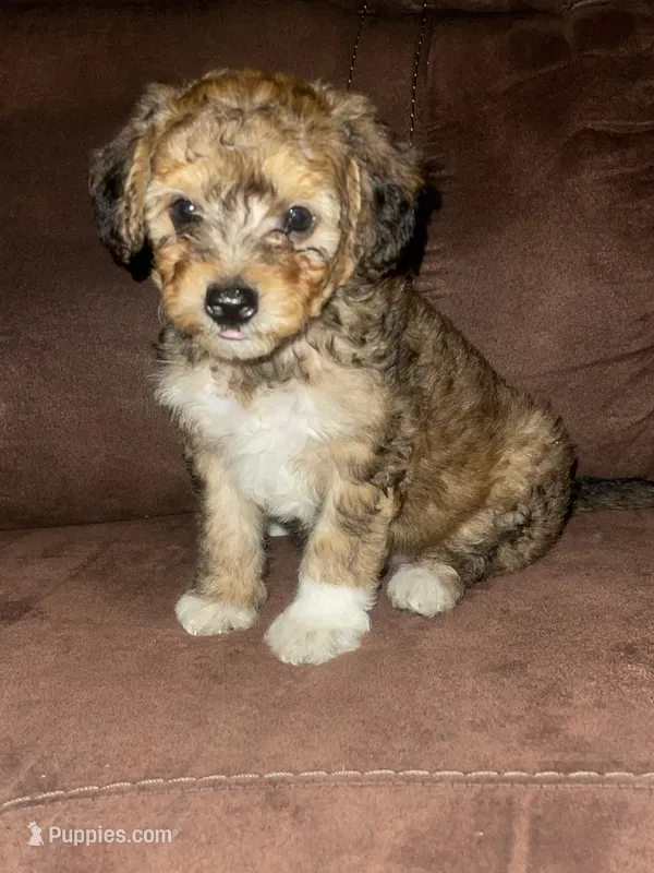 No name yet  – Poodle - Toy  puppy for sale in Tulare, CA