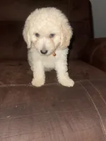 No name yet, a male Poodle - Toy  for sale in Tulare, CA – 5 of 10