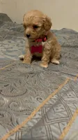 No name yet, a female Poodle - Toy  for sale in Tulare, CA – 2 of 9