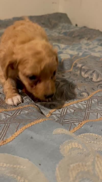 No name yet, a male Poodle - Toy  for sale in Tulare, CA – 9 of 9