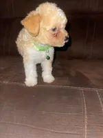 No name yet, a male Poodle - Toy  for sale in Tulare, CA – 2 of 9
