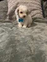 No name yet, a male Poodle - Toy  for sale in Tulare, CA – 9 of 10