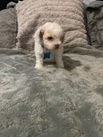 No name yet, a male Poodle - Toy  for sale in Tulare, CA – 5 of 10