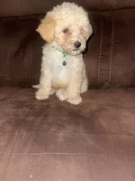  No name yet , a male Poodle - Toy  for sale in Tulare, CA – 5 of 6