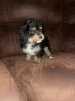 No name yet, a male Poodle - Toy  for sale in Tulare, CA – Photo 3 of 6