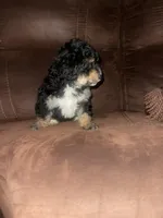 No name yet, a male Poodle - Toy  for sale in Tulare, CA – Photo 6 of 6