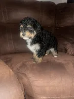 No name yet, a male Poodle - Toy  for sale in Tulare, CA – Photo 4 of 6