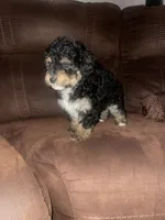 No name yet, a male Poodle - Toy  for sale in Tulare, CA – Photo 2 of 6