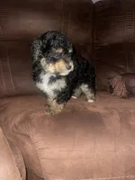 No name yet, a male Poodle - Toy  for sale in Tulare, CA – Photo 5 of 6