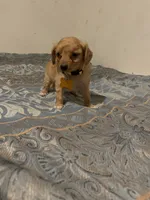 No name yet, a male Poodle - Toy  for sale in Tulare, CA – 8 of 9