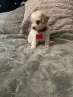 No name yet, a male Poodle - Toy  for sale in Tulare, CA – 3 of 8