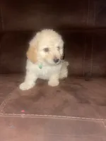 No name yet, a male Poodle - Toy  for sale in Tulare, CA – 1 of 10