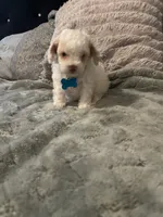 No name yet, a male Poodle - Toy  for sale in Tulare, CA – 3 of 10