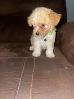 No name yet, a male Poodle - Toy  for sale in Tulare, CA – 4 of 9