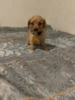 No name yet, a male Poodle - Toy  for sale in Tulare, CA – 6 of 9