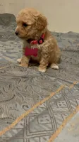 No name yet, a female Poodle - Toy  for sale in Tulare, CA – 5 of 9