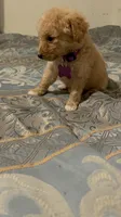 No name yet, a female Poodle - Toy  for sale in Tulare, CA – 3 of 6
