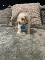No name yet, a male Poodle - Toy  for sale in Tulare, CA – 2 of 10