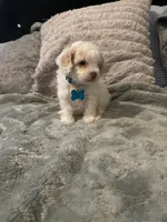 No name yet, a male Poodle - Toy  for sale in Tulare, CA – 10 of 10