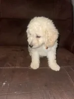 No name yet, a male Poodle - Toy  for sale in Tulare, CA – 7 of 10