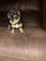 No name yet, a female Poodle - Toy  for sale in Tulare, CA – Photo 2 of 10