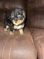 No name yet, a female Poodle - Toy  for sale in Tulare, CA – Photo 1 of 10