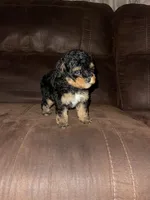 No name yet, a female Poodle - Toy  for sale in Tulare, CA – Photo 4 of 10