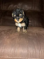 No name yet, a female Poodle - Toy  for sale in Tulare, CA – Photo 7 of 10