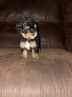 No name yet, a female Poodle - Toy  for sale in Tulare, CA – Photo 9 of 10