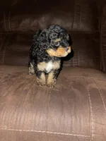 No name yet, a female Poodle - Toy  for sale in Tulare, CA – Photo 10 of 10