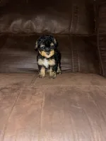 No name yet, a female Poodle - Toy  for sale in Tulare, CA – Photo 3 of 10