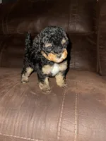 No name yet, a female Poodle - Toy  for sale in Tulare, CA – Photo 6 of 10