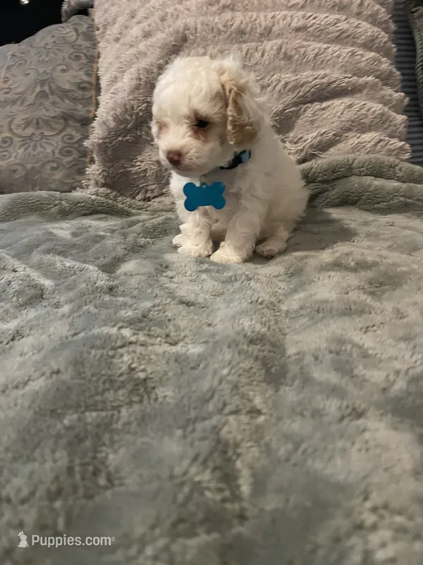 No name yet – Poodle - Toy  puppy for sale in Tulare, CA