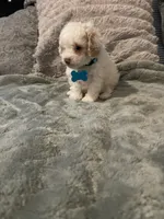 No name yet, a male Poodle - Toy  for sale in Tulare, CA – 1 of 10