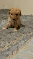 No name yet, a female Poodle - Toy  for sale in Tulare, CA – 4 of 6