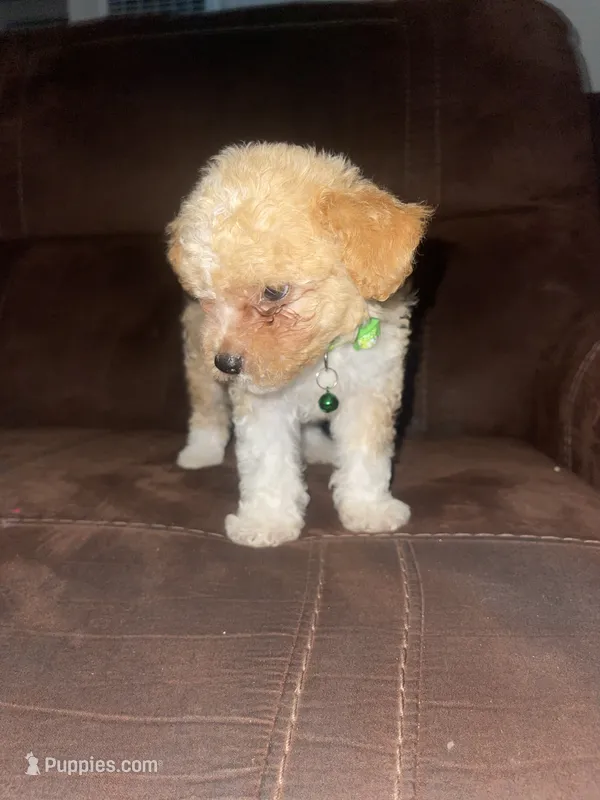 No name yet – Poodle - Toy  puppy for sale in Tulare, CA