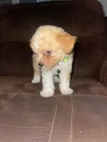 No name yet, a male Poodle - Toy  for sale in Tulare, CA – 6 of 9