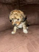 No name yet , a female Poodle - Toy  for sale in Tulare, CA – 8 of 10