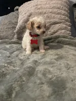 No name yet, a male Poodle - Toy  for sale in Tulare, CA – 4 of 8